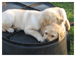 Cuccioli di Labrador