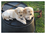Cuccioli di Labrador