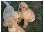 Cuccioli di Labrador