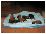 Cuccioli di Boxer