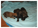 Cuccioli di Boxer