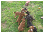 Cuccioli di Boxer