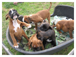 Cuccioli di Labrador