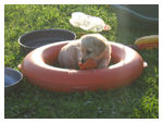 Cuccioli di Labrador