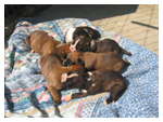 Cuccioli di Boxer