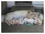 Cuccioli di Labrador