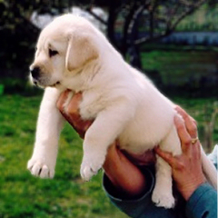 Allevamento Labrador Toscana