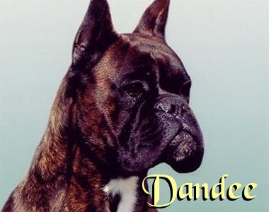 Dandee
